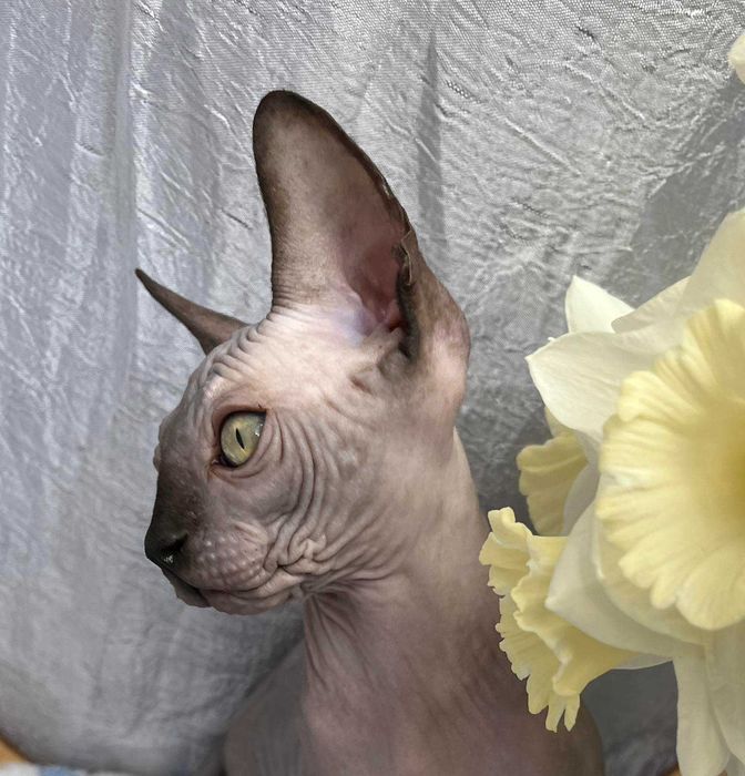 Канадські сфінкси хлопчики Табі та Тако