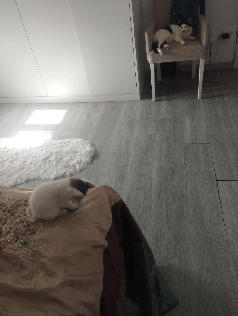 Dou gatinho bebe