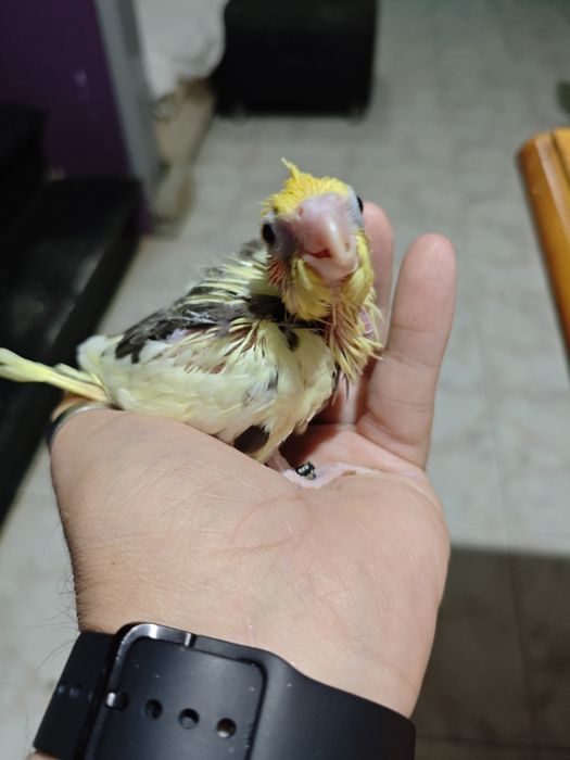 Caturras criadas a mão