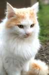Котик Лукас шукає дім
