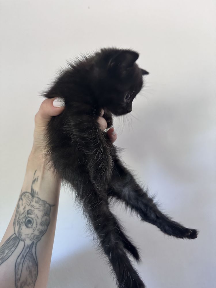 Кошеня британець