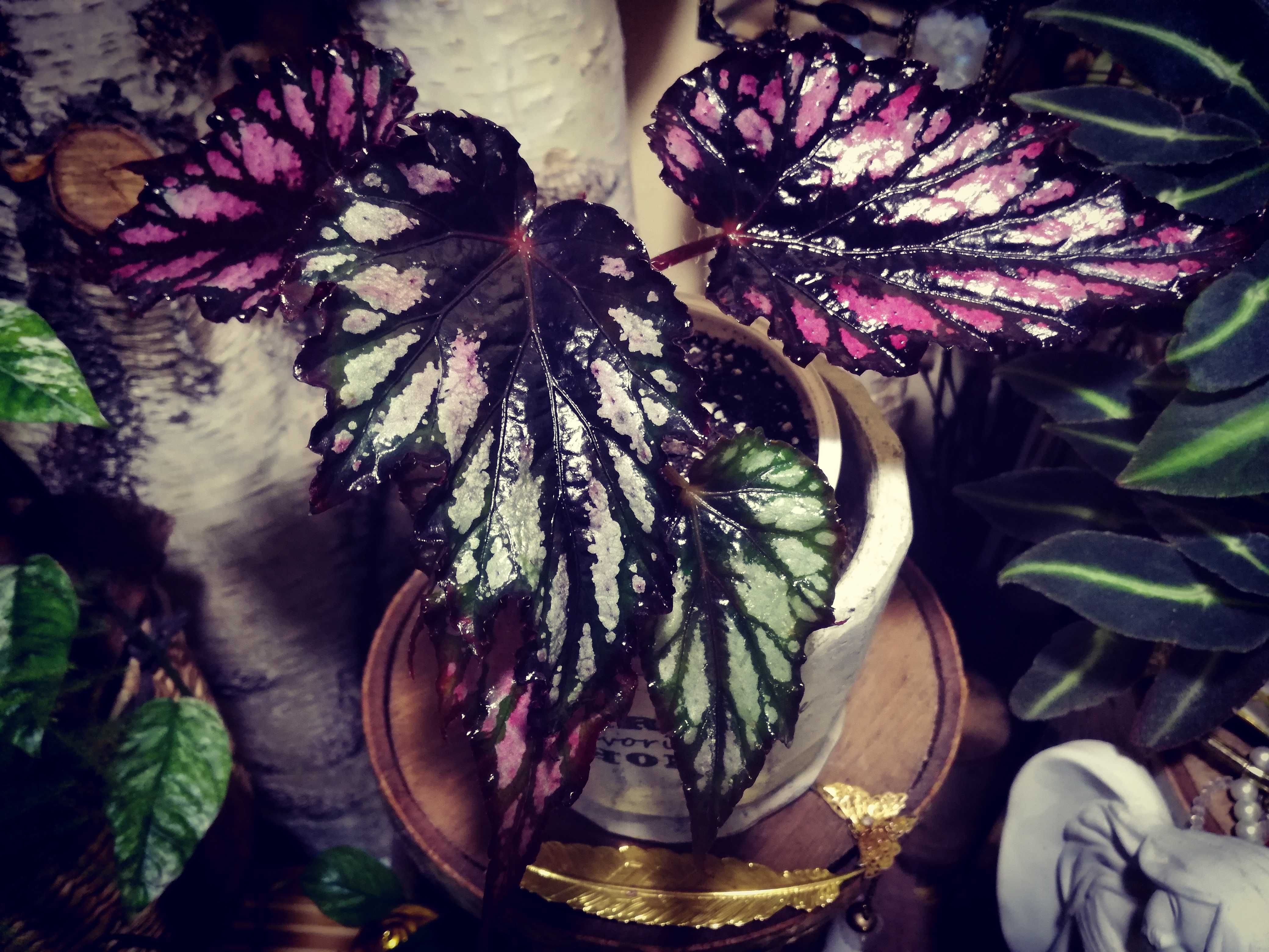 Begonia sp. NOID pink violet black gwiezdna UFO monstera philodendron