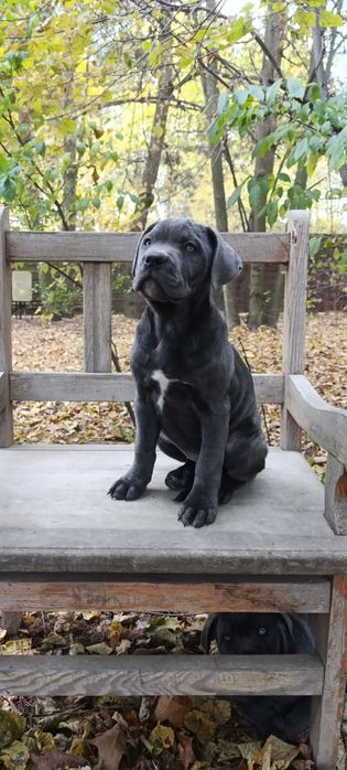 cane corso blue niebieski suka suczka