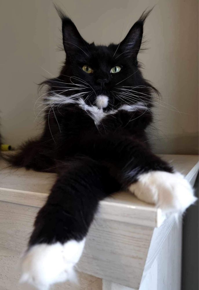 Cudna niebieska z bielą kotka maine coon !!