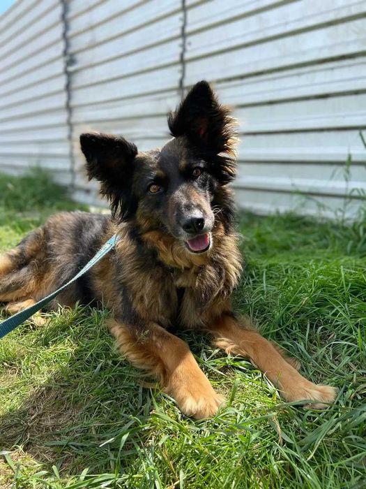 Tissaia - delikatna, kochana sunia czeka na swego człowieka!