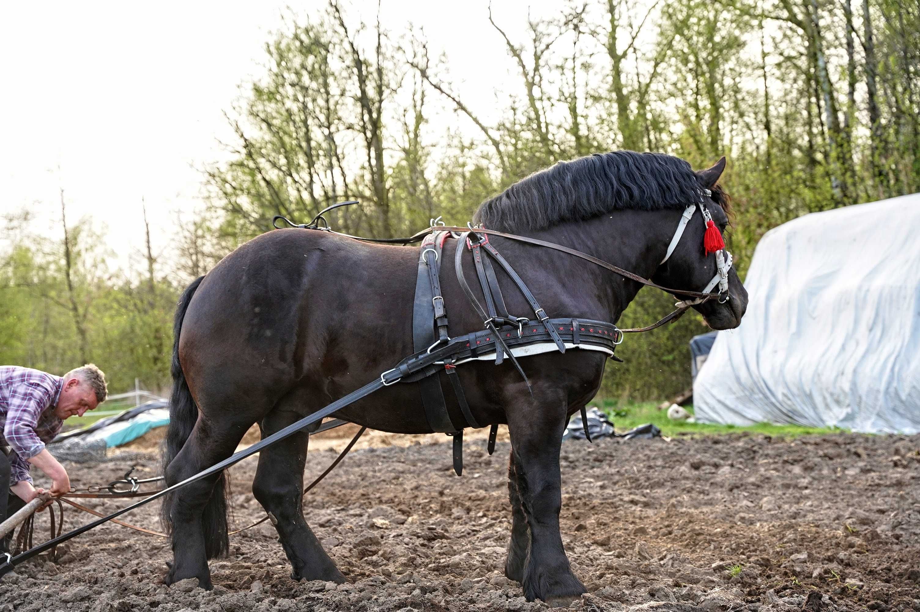 Ogier zimnokrwisty Koń typu sztumskiego