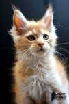 Yogi - Rudy kocurek Maine Coon FPL