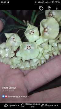 Hoya cystiantha splash