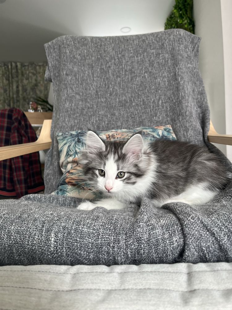 Gatinho bosques da noruega