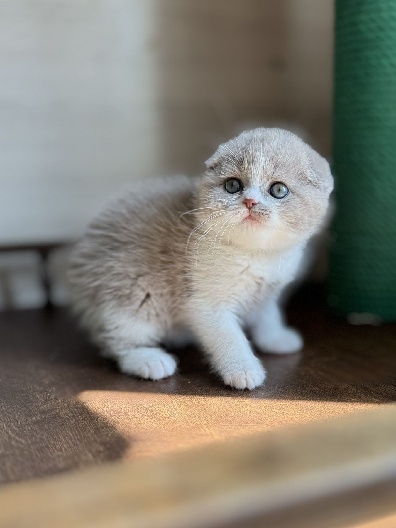 Шотландский вислоухий ласковый мальчик Фунтик