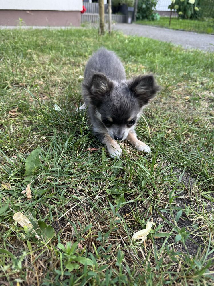 Pies chihuahua długowłosy