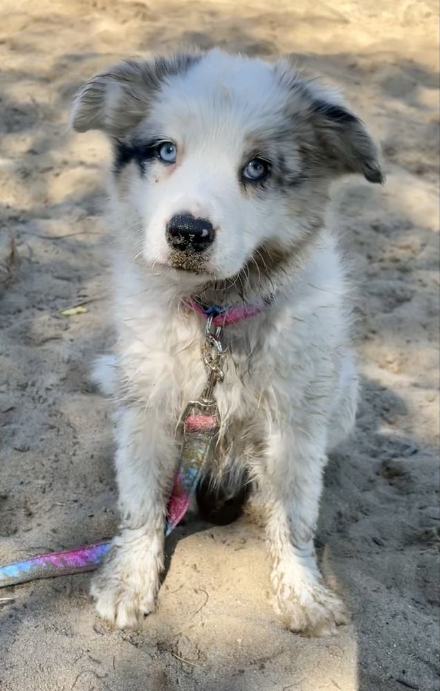 Border Collie FCI zapowiedź miotu
