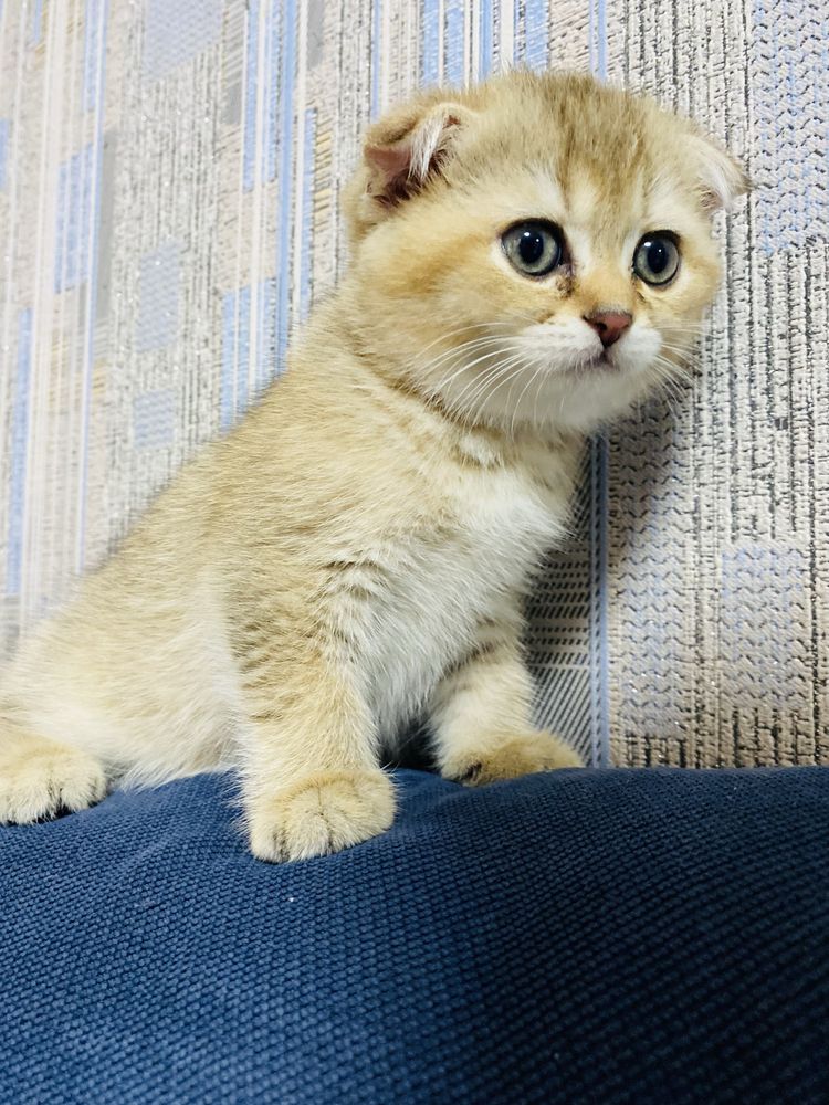 Дівчинка скотіш фолд