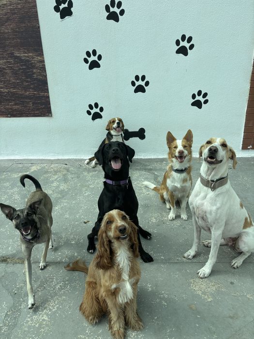 Pet sitter e Dog Walker com experiência