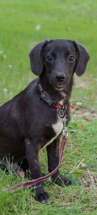 Собачки разных пород