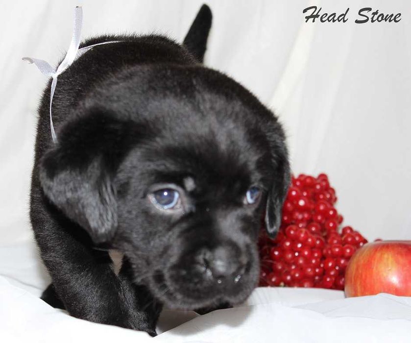 Питомник Лабрадор ретривер