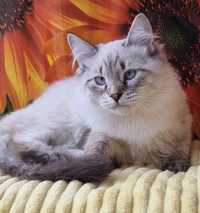 Сибірський блакитоокий котик