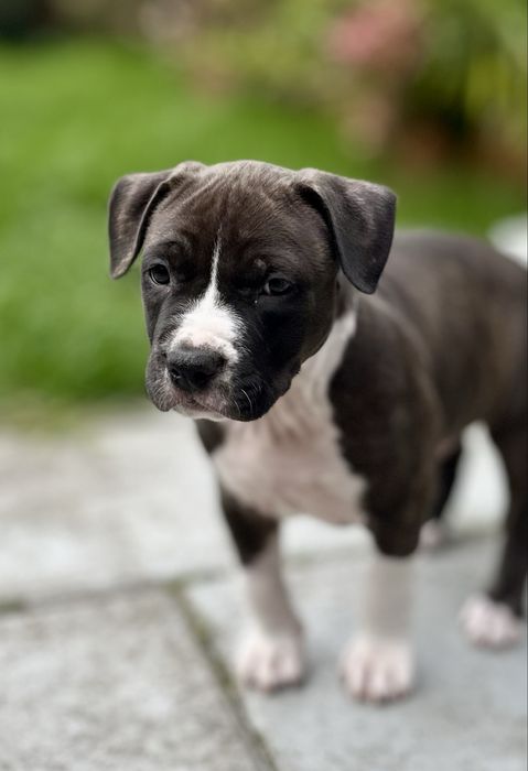 Amstaff Zkwp FCI American Staffordshire Terrier