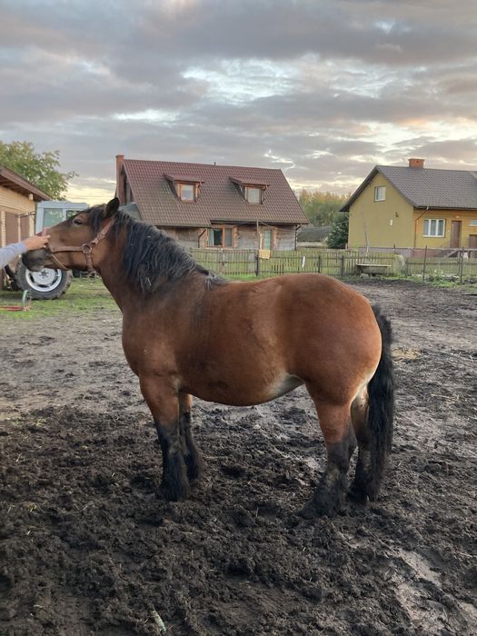 Sprzedam klacz 3 letnią