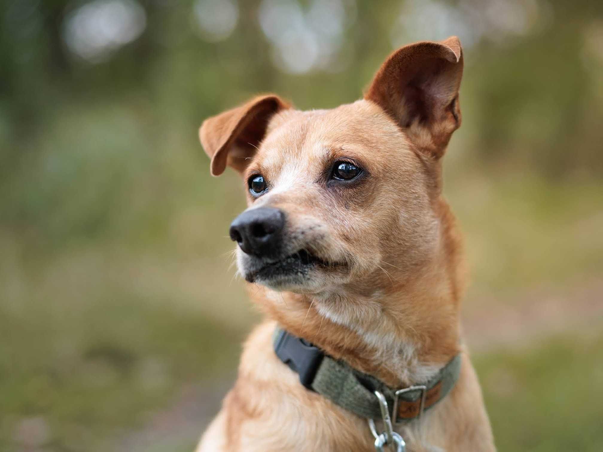 Kochający CHRUPEK poleca się do adopcji!
