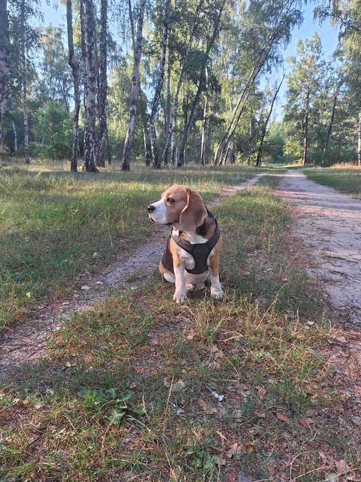 В'язка (безкоштовно) собаки (бігль) Кобель 3 роки