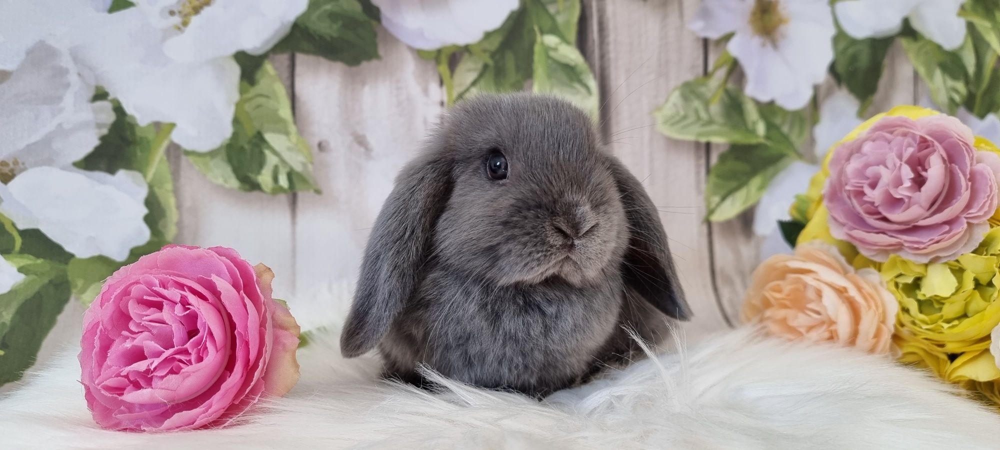 Mini lop śliczne maluchy gotowe do odbioru