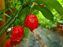 Papryka Carolina Reaper Red HP22B Nasiona 50szt