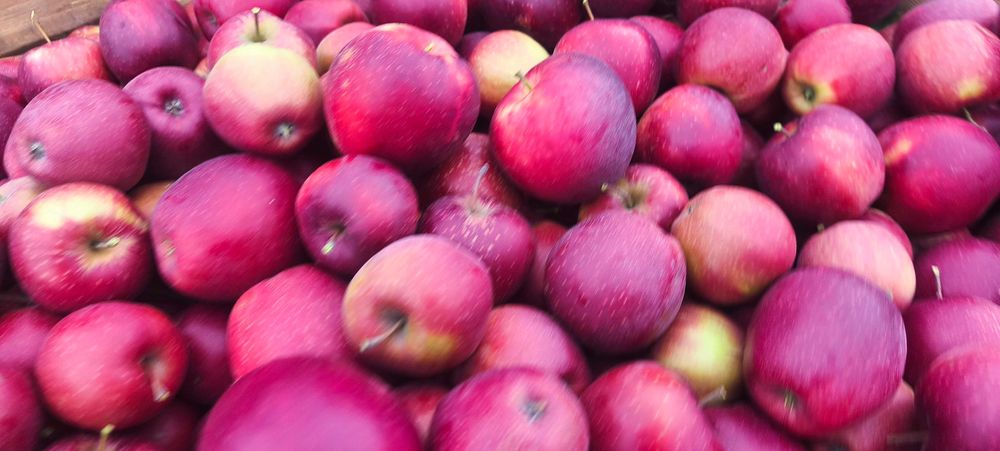 Skrzynka 15kg Jabłka gruszki z własnego sadu odmiany słodkie