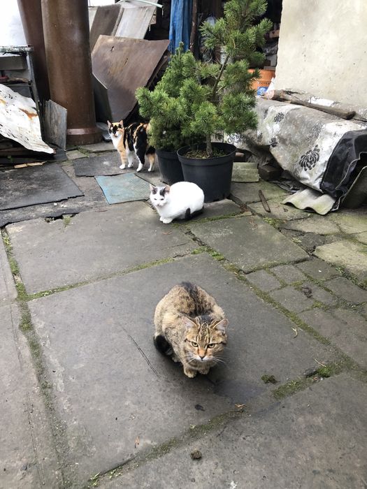 Віддам кошенят у добрі руки! ( плямисту кицю забрали)