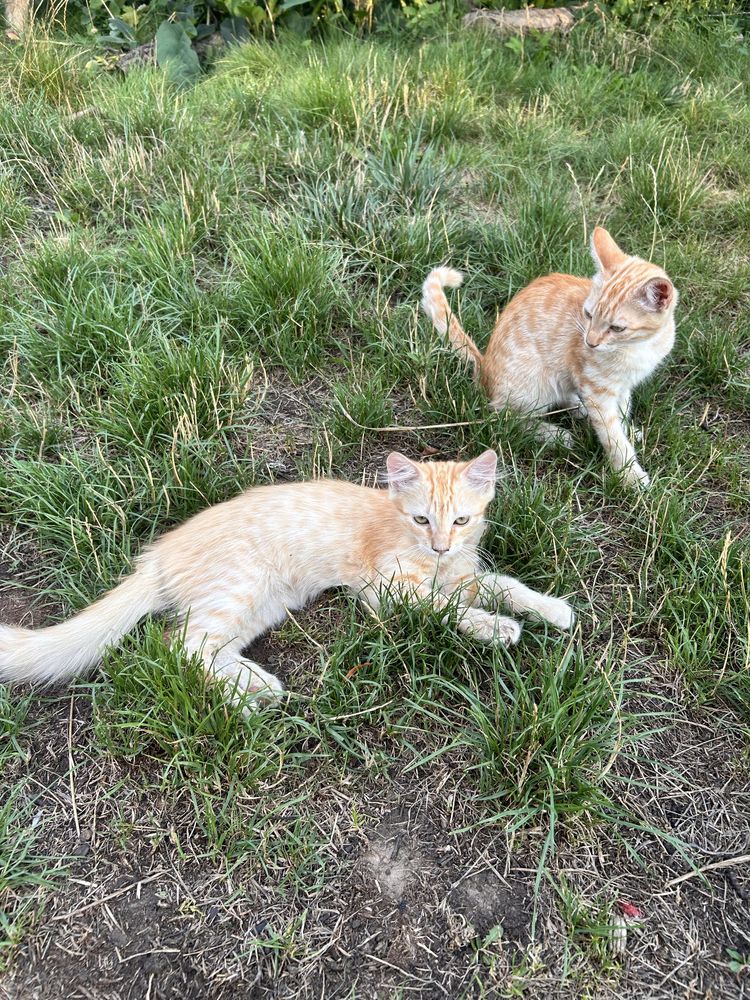 Котята у добрі руки.Безкоштовно.