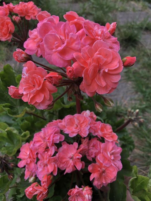 Пеларгония ИВ -Ухарь Купец сортовые