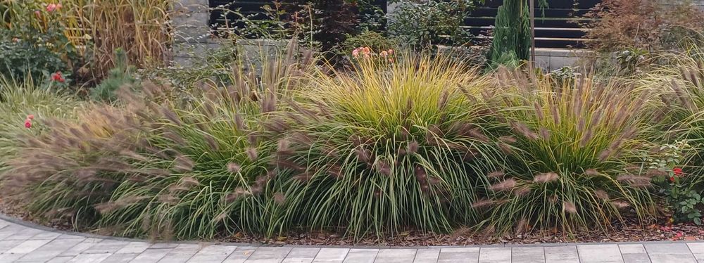 rozplenica BB - duże