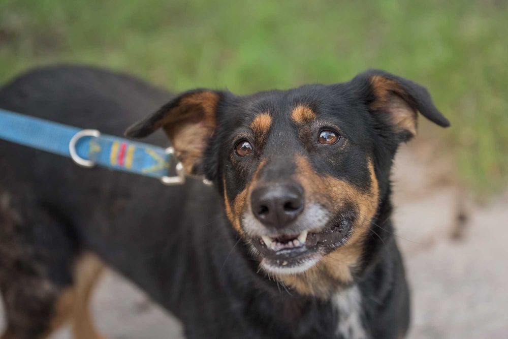 Cudna Ida - wspaniała sunia dla rodziny do adopcji