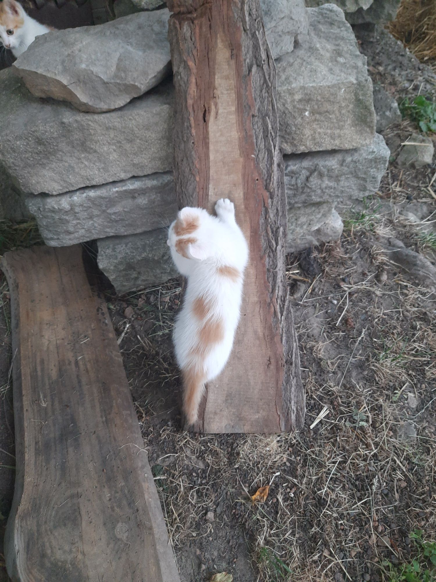Oddam kotki w dobre ręce