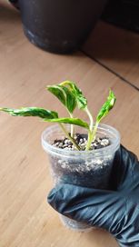 Epipremnum shangi La/ Godzilla variegata