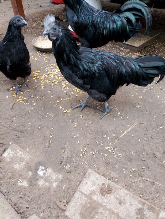 Witam mam do sprzedania koguty rasy ayam cemani