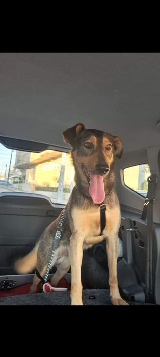 Doar cao partir alemão com belga 5 anos