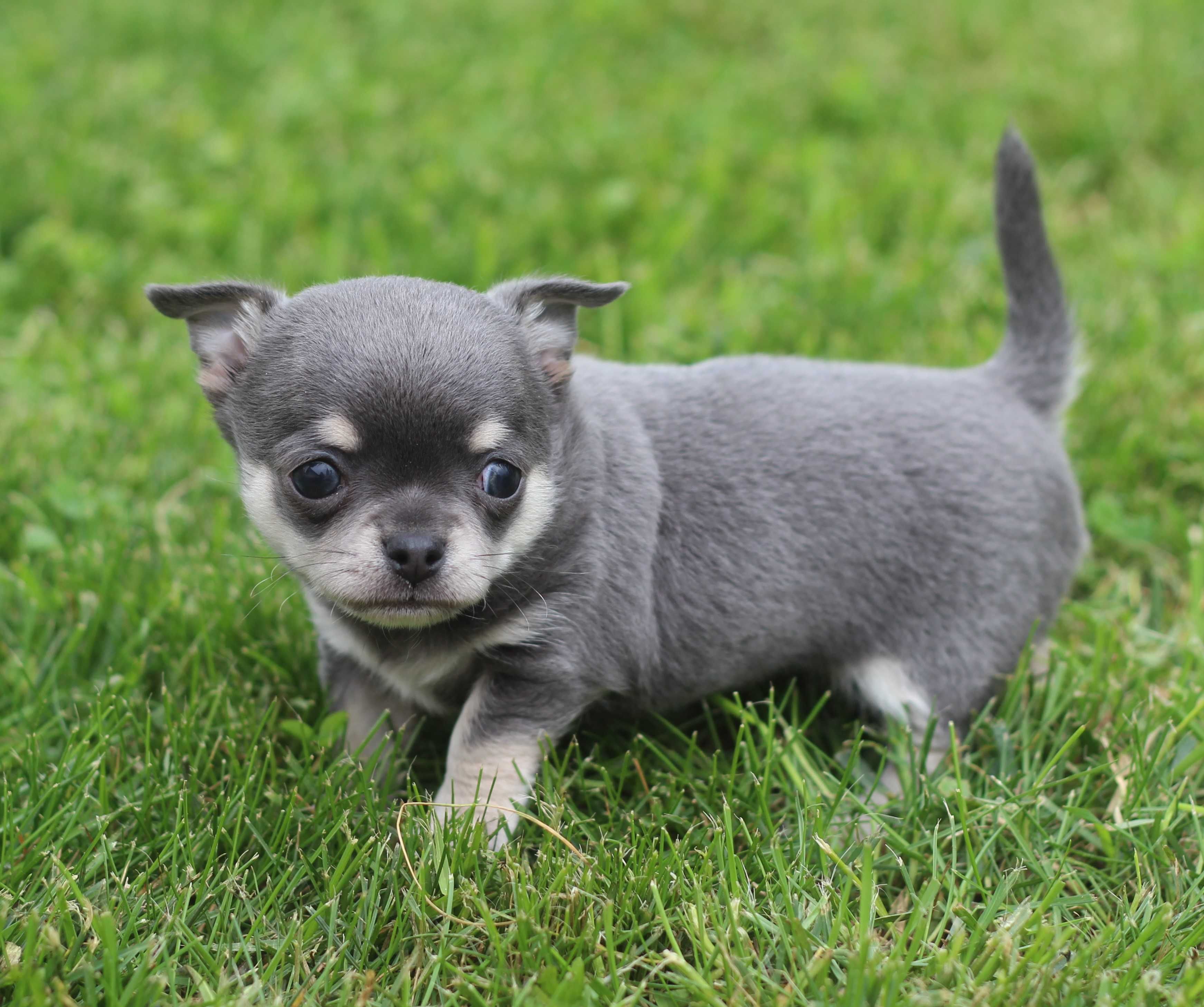 Mikro chihuahua Brutus cudny chłopiec