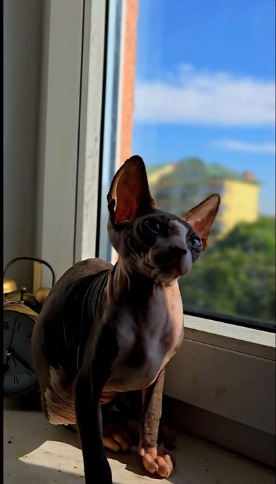 Kot sfinks piekny kocurek sphynx