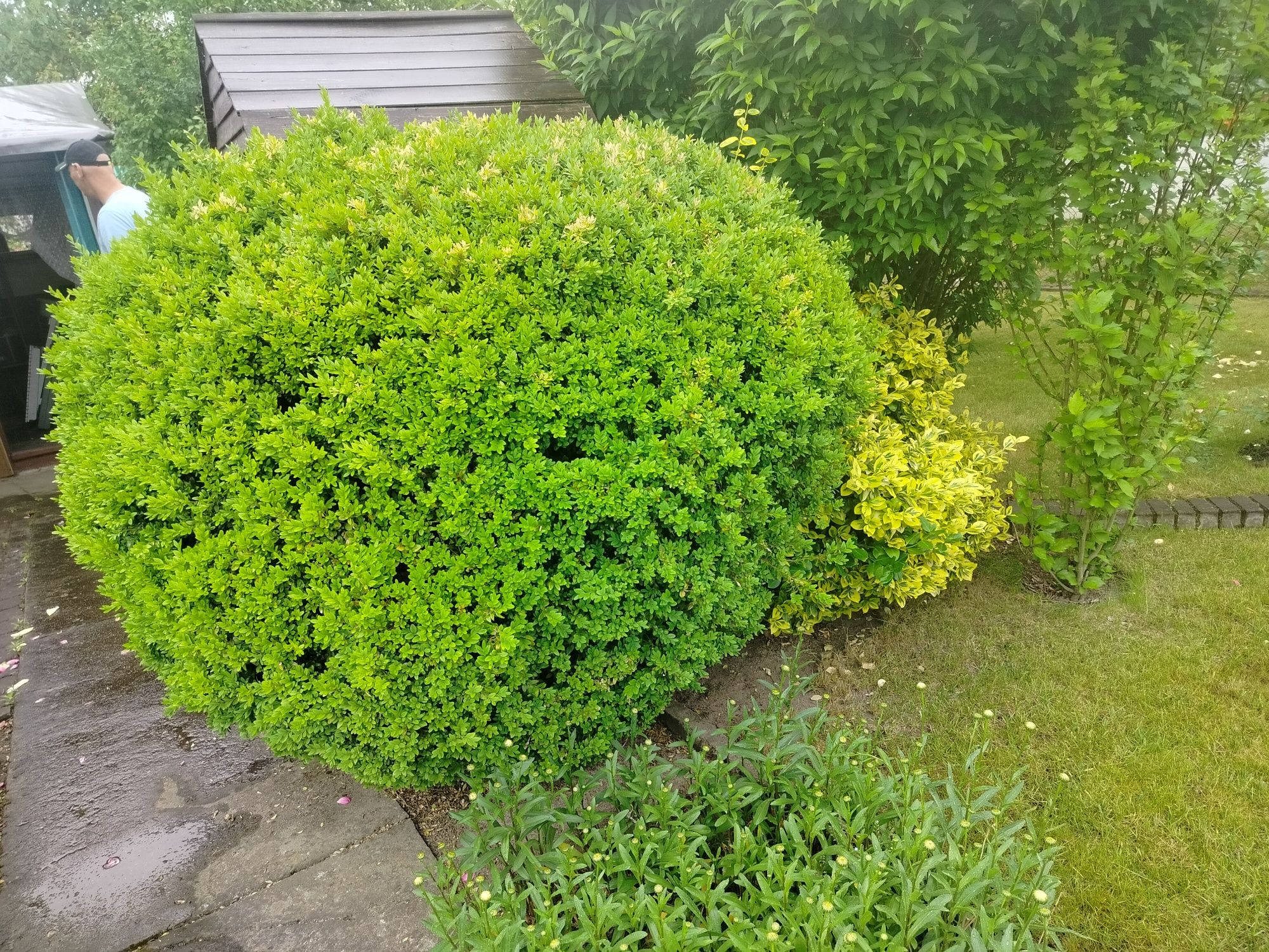 Bukszpan kula 150 cm wysokosci