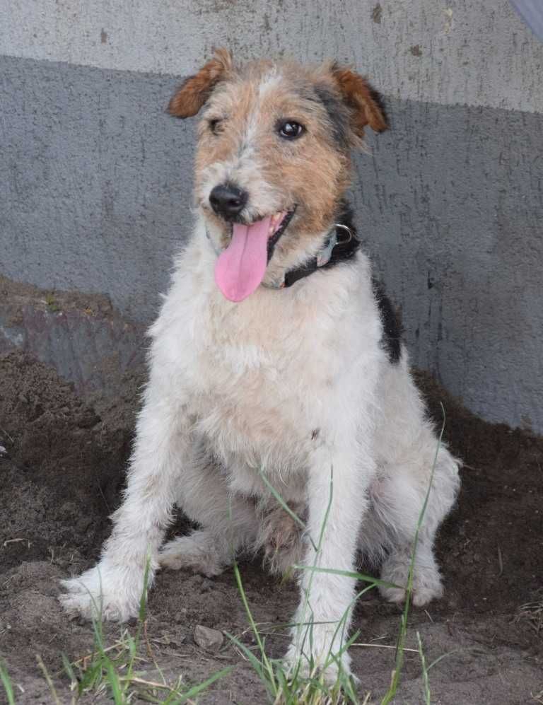 PŁOMYK foxterier szuka domu