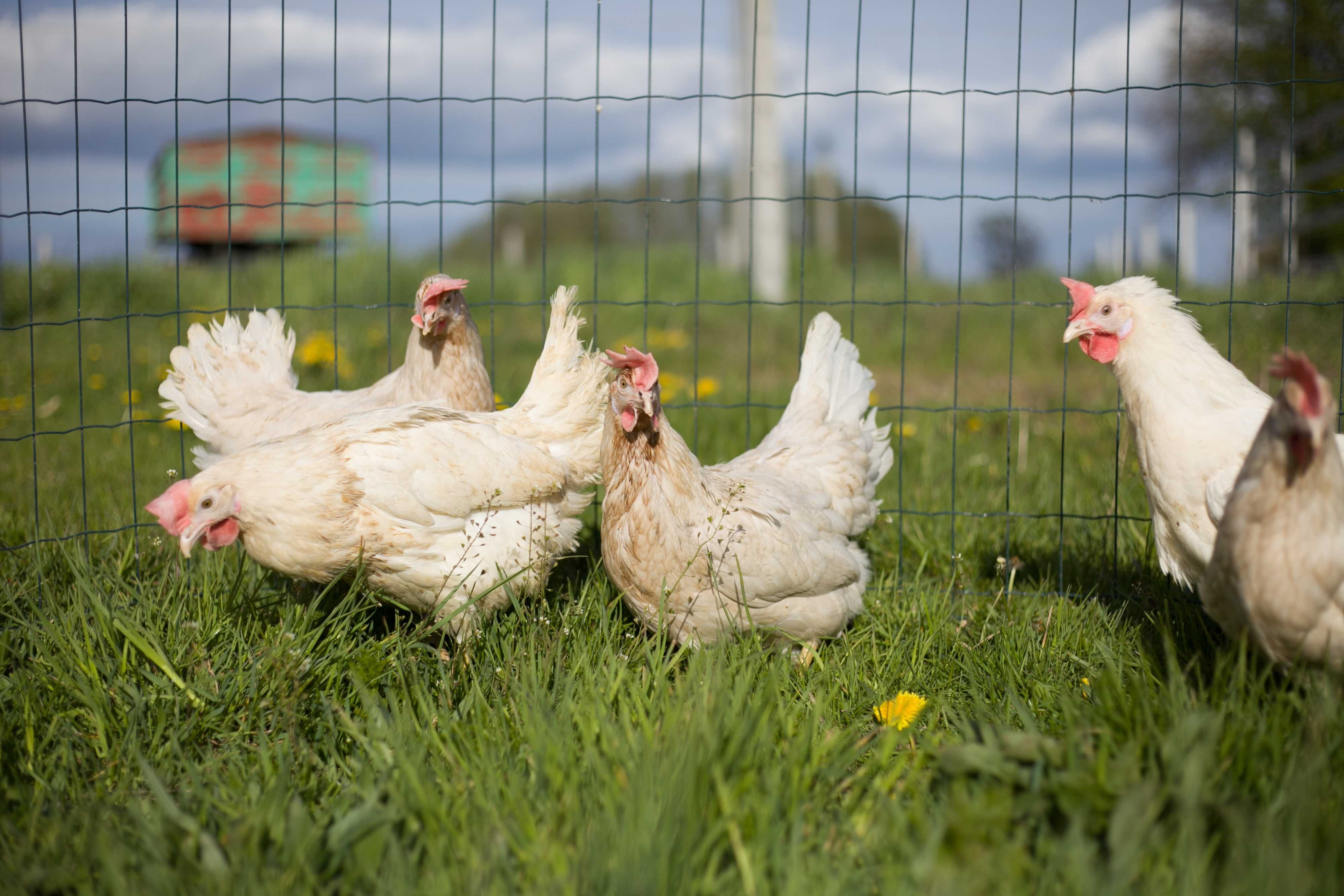 Kury kokoszki nioski Tetra biała jak leghorn odchowane dowóz gratis