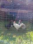 koguty- araucana, marans, lakenfelder, brakla srebrna