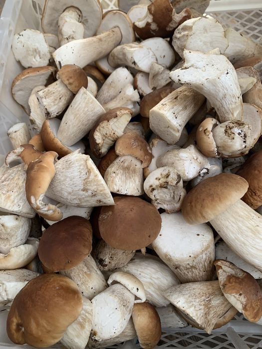 Prawdziwki grzybki borowik szlachetny