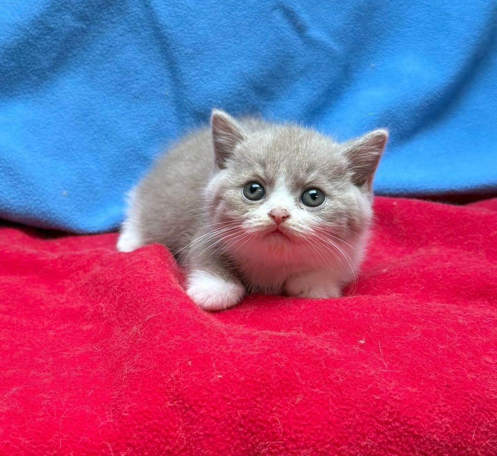 Menino british shorthair