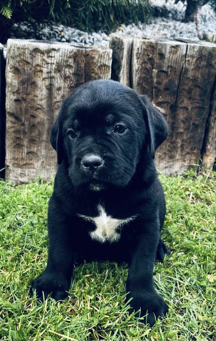 Cane corso szczeniak