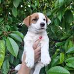 Jack Russell Terrier- szczeniak
