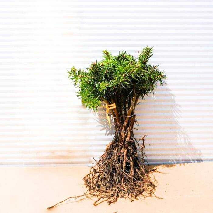 Jodła kaukaska Sadzonki Kopane Z Gruntu Duże Ilości