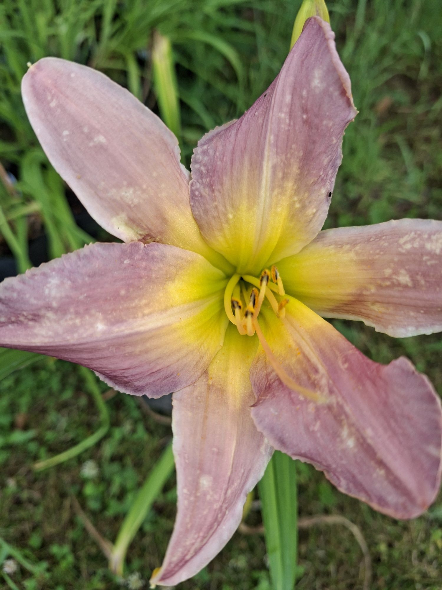Liliowiec sadzonka