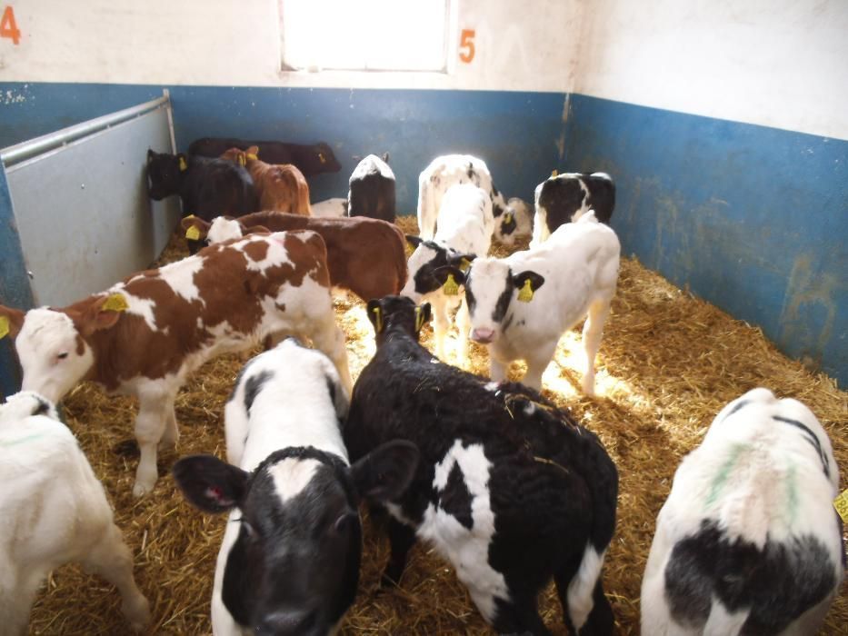 Sprzedam Cielęta mięsne, Byczki, Jałówki, MM, na krowę HF, raty